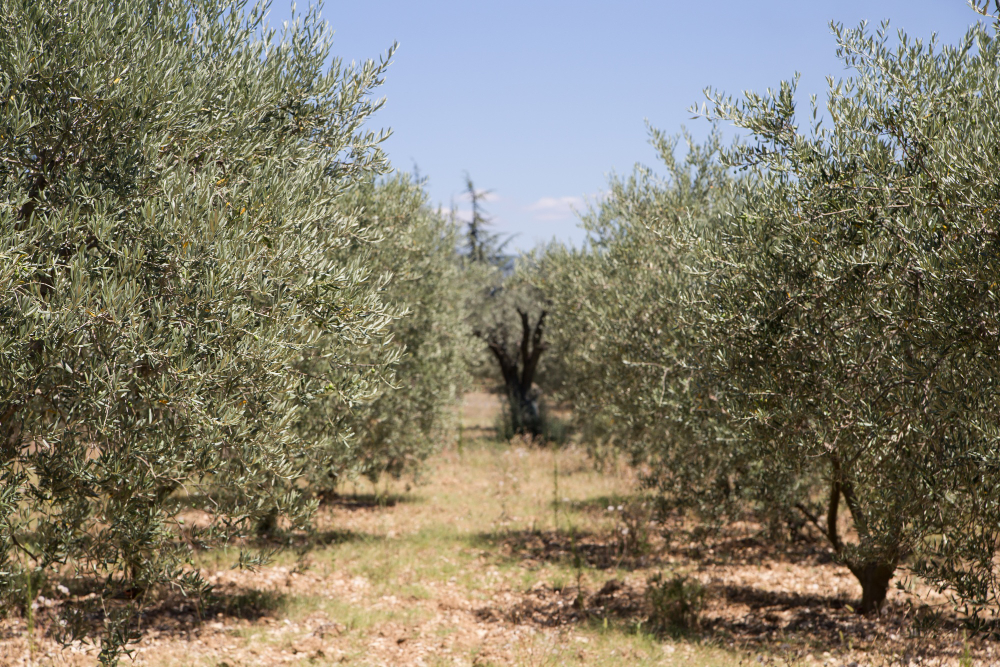 El olivar español, ejemplo de cultivo sostenible