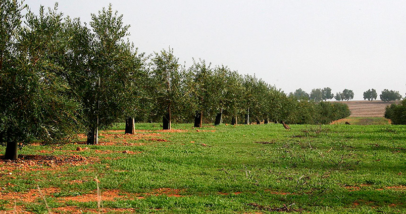 Secuestrar carbono equivale a 350 euros por cada hectárea de olivar